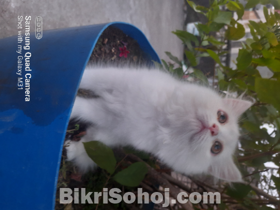 Persian Cat